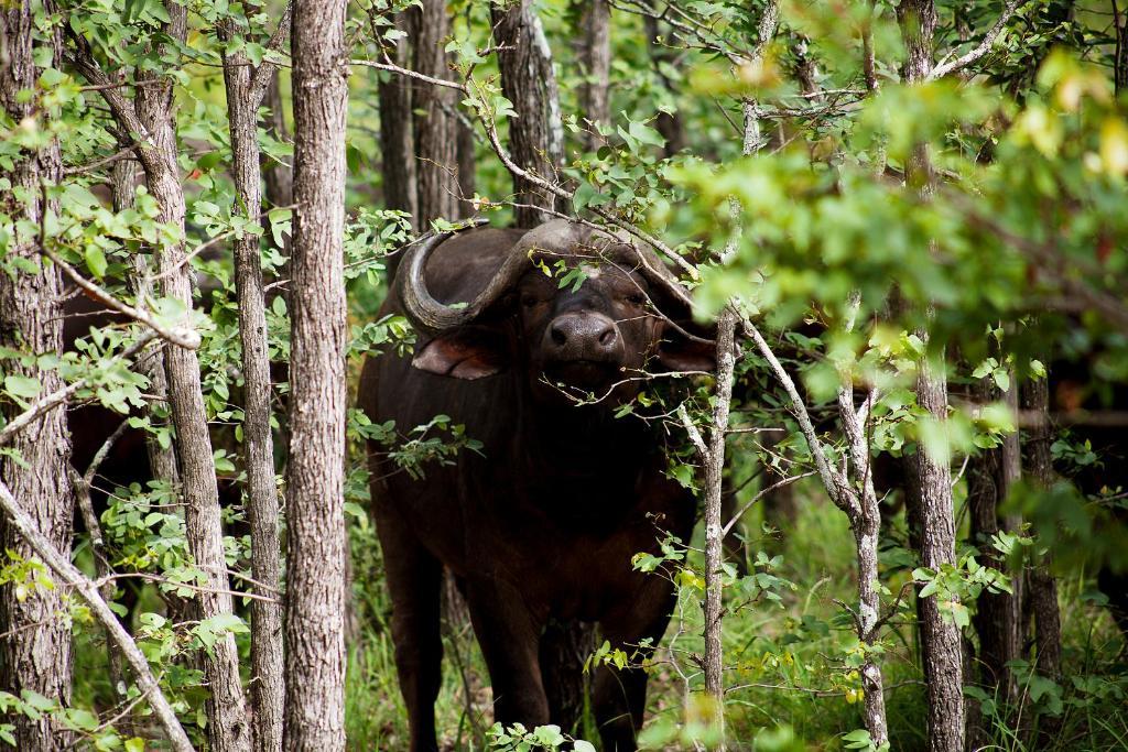 Simbavati River Lodge Timbavati Game Reserve Luaran gambar
