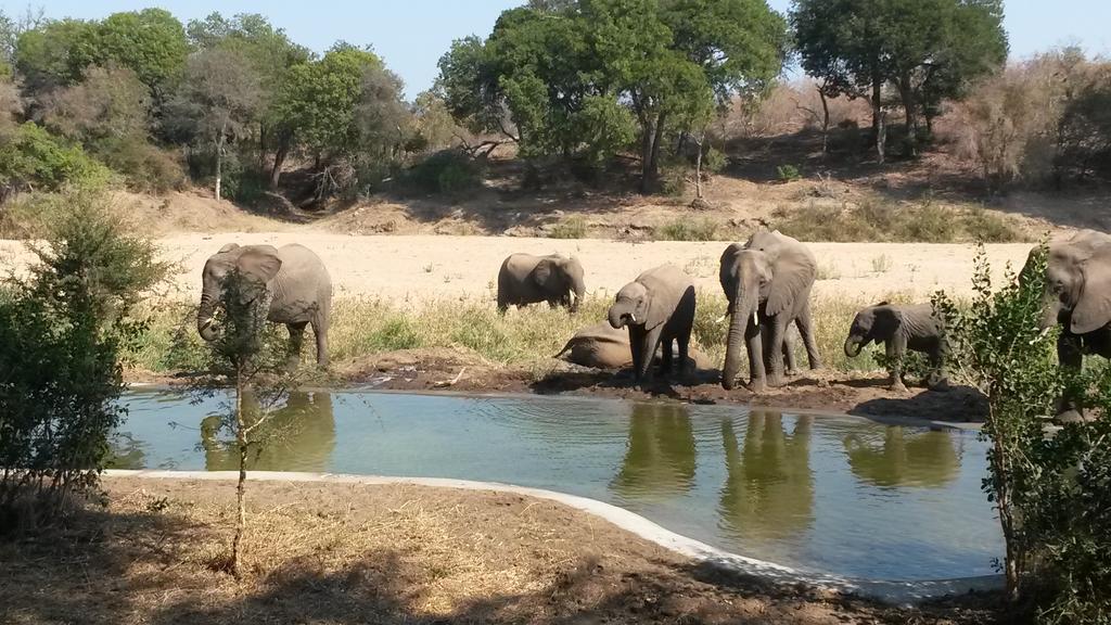 Simbavati River Lodge Timbavati Game Reserve Luaran gambar