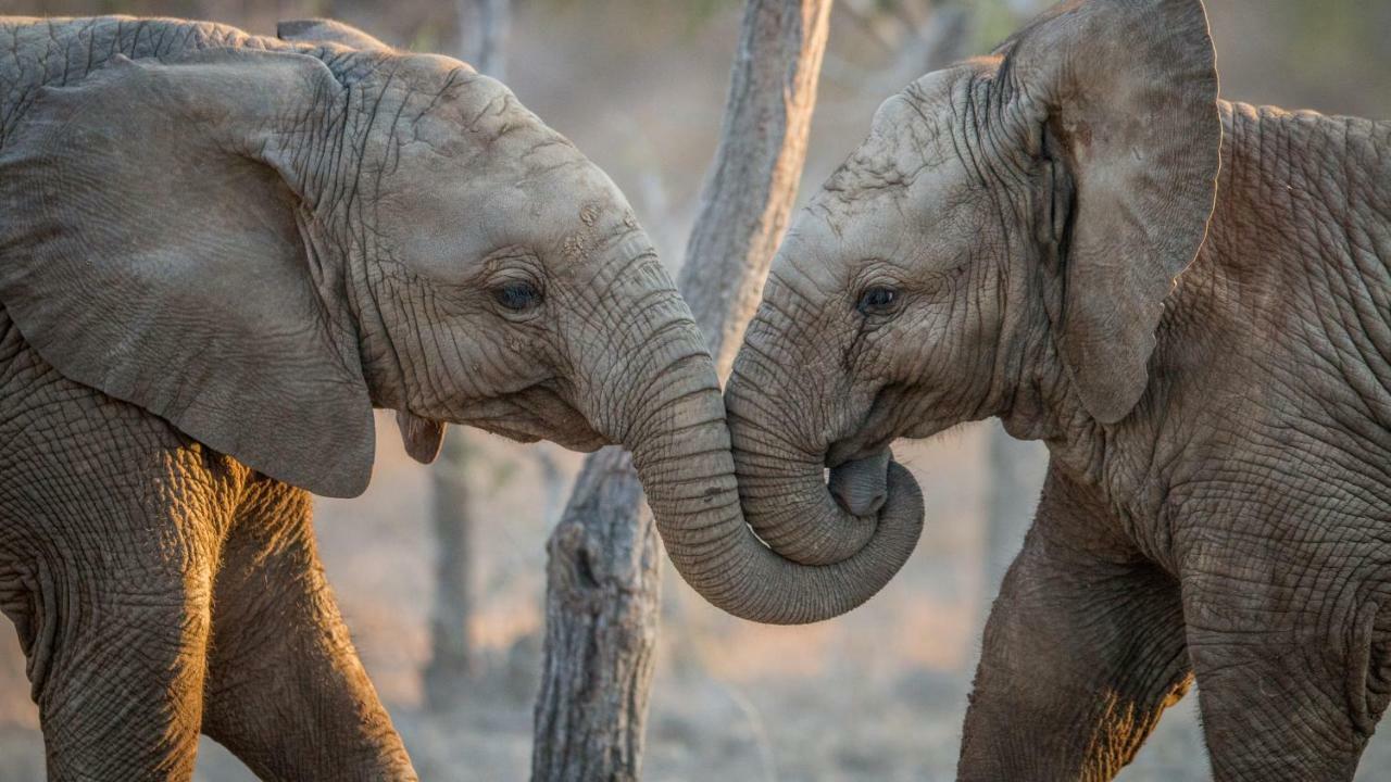 Simbavati River Lodge Timbavati Game Reserve Luaran gambar