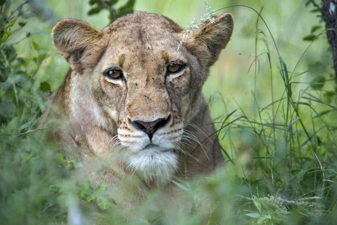 Simbavati River Lodge Timbavati Game Reserve Luaran gambar
