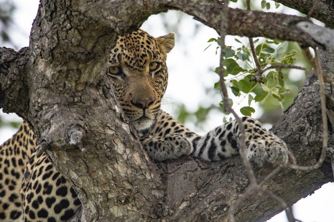 Simbavati River Lodge Timbavati Game Reserve Luaran gambar
