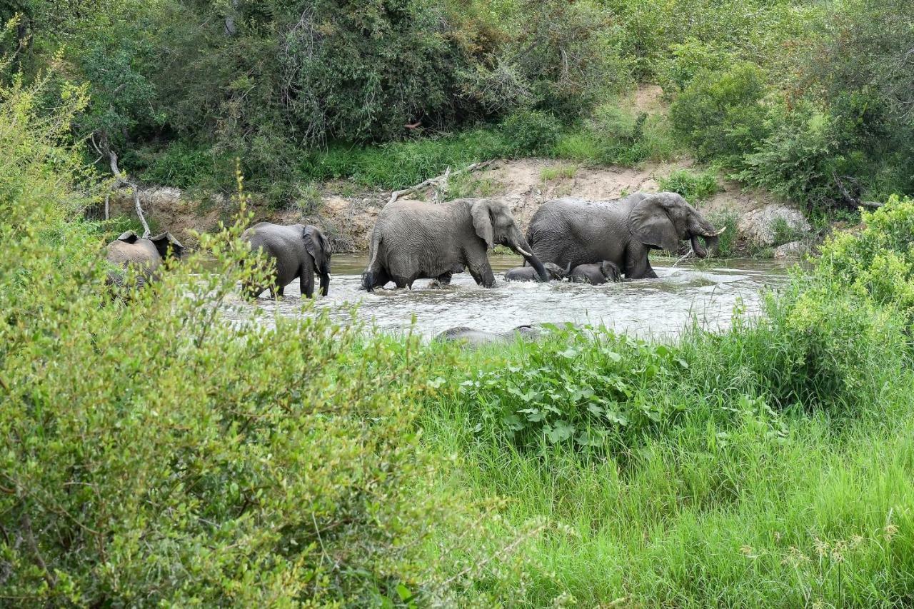 Simbavati River Lodge Timbavati Game Reserve Luaran gambar